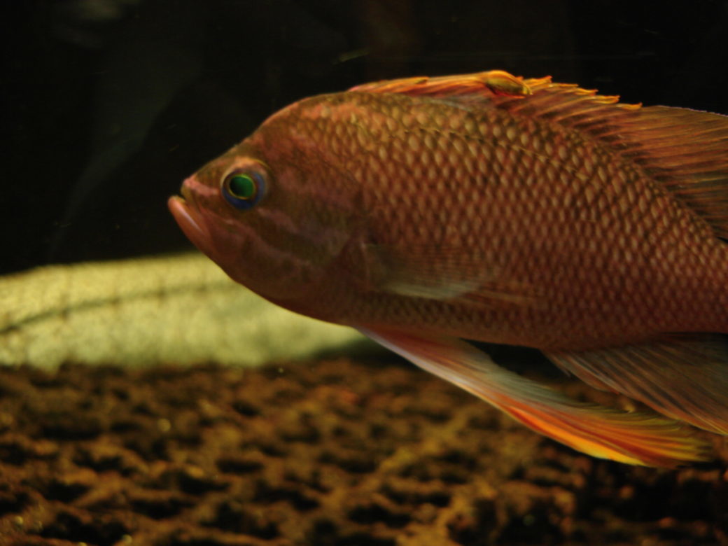 Aquarium de la Rochelle - © Emma Alvarez, 2008