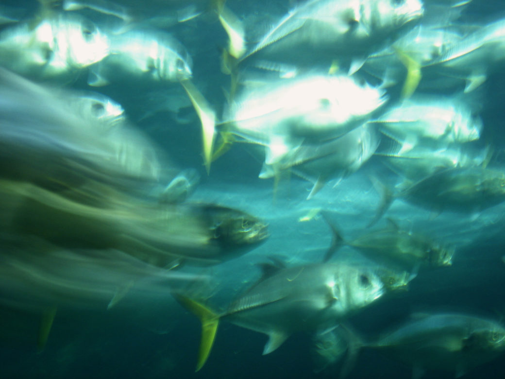 Aquarium de la Rochelle - © Emma Alvarez, 2008