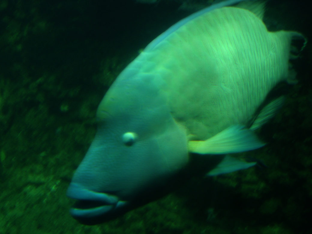 Aquarium de la Rochelle - © Emma Alvarez, 2008