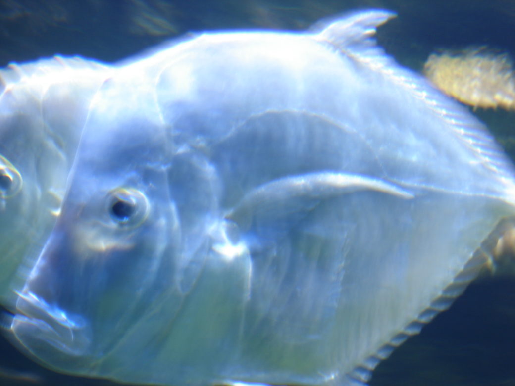 Aquarium de la Rochelle - © Emma Alvarez, 2008