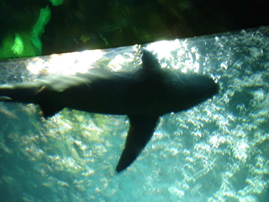 Aquarium de la Rochelle - © Emma Alvarez, 2008