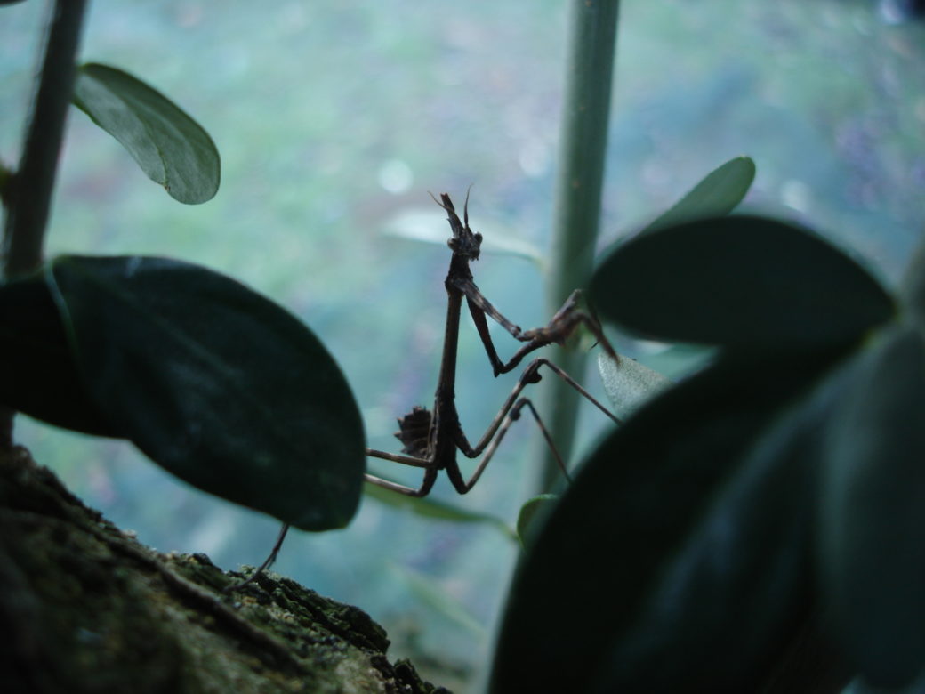 Un phasme bâton, faune des oliviers - © Antonio Alvarez - 2012