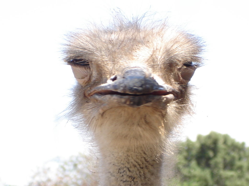 Zoo de la Barben - © Antonio Alvarez - 2008