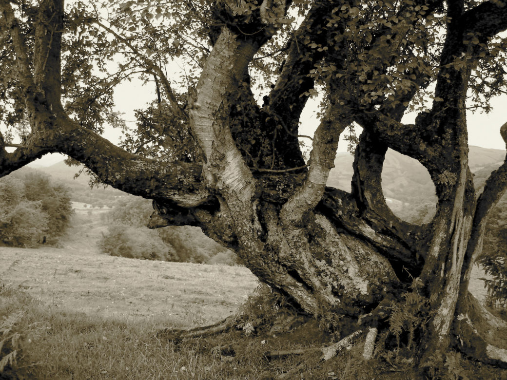 Machynlleth - Pays-de-Galles - © Antonio Alvarez - 2006